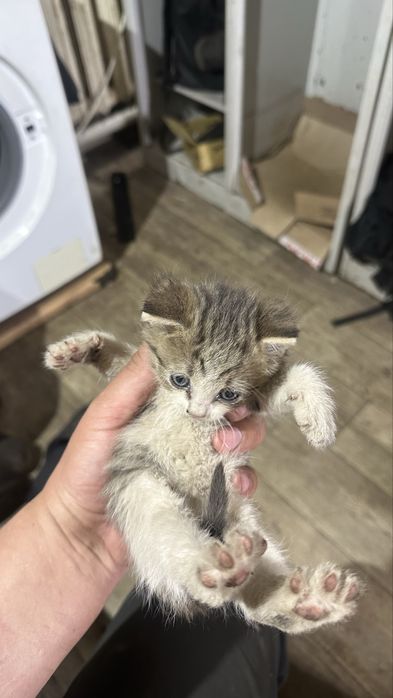 Котята бесплатно 2 месяца раздаю