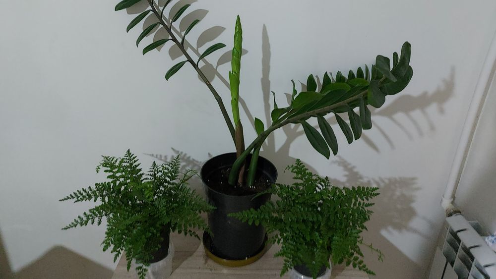 Цветы **р а з н ы е **цветы