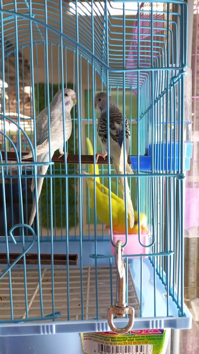 Волнистые попугаи птенцы