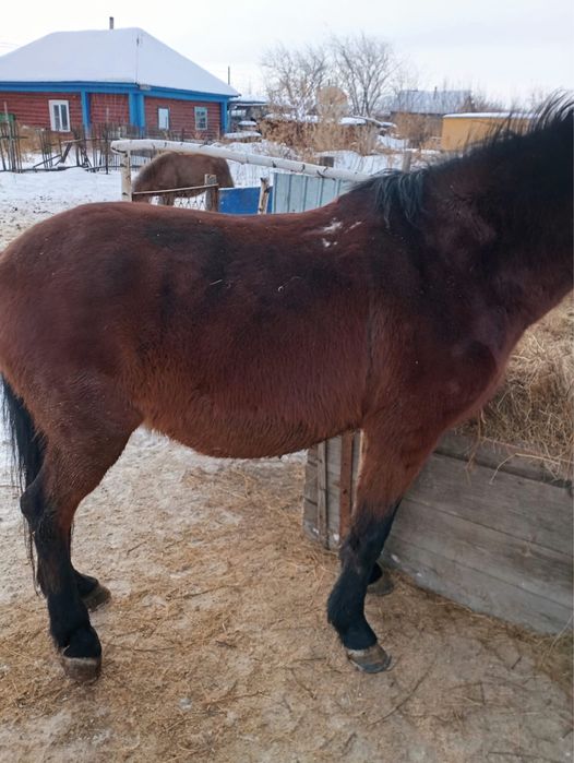 Продам кобылу, продам