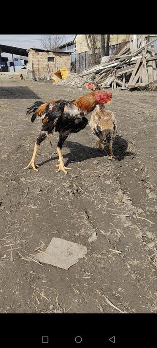 Продам дакана 100% китаец