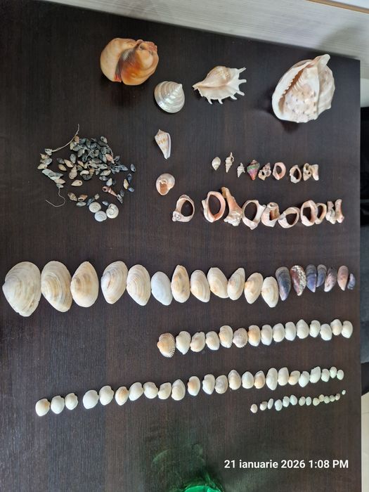 Scoici naturale mari și mici