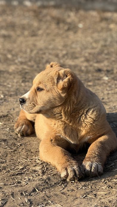 Продам среднеазитскую овчкарку