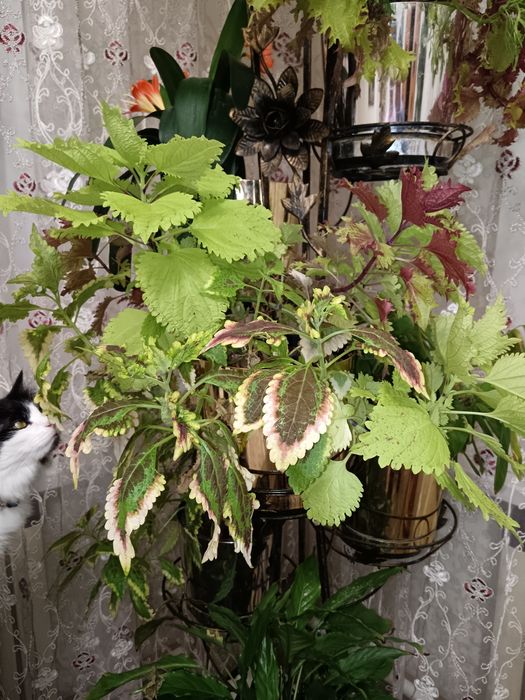 Комнатные растения