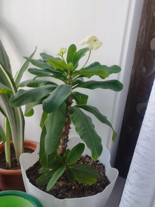 Продам молочай Милля