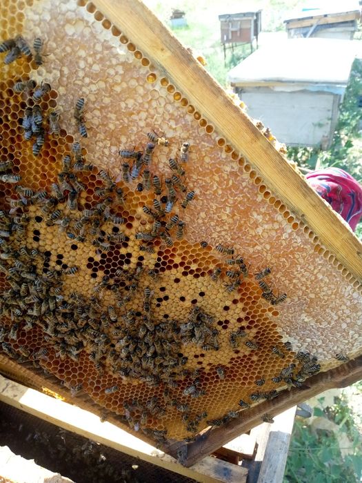 Assalomu alaykum yaxshimisiz kelishamiz