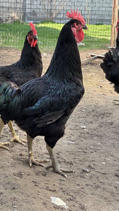 Гигант кора шахзода хурозлари