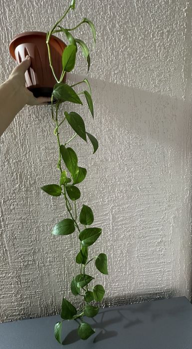 Продам цветы комнатные растения