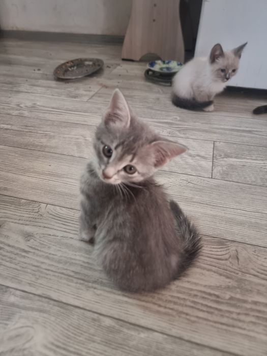 Отдам котят в добрые руки