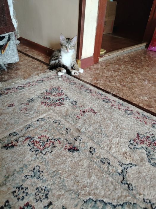 Кошечки ищут семью