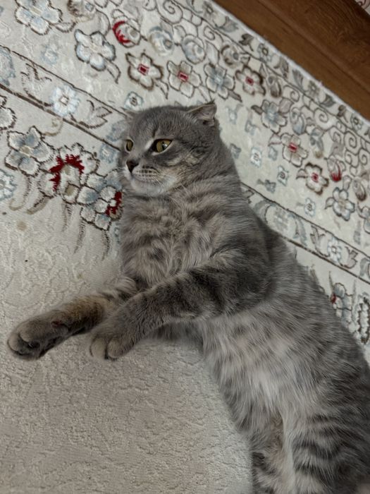 Шотландский мысық