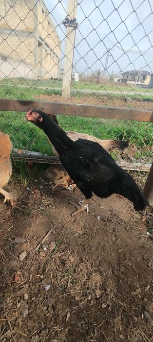 Товуклар 3 та хаммаси тухмда сотлади зоти тоза срочно котта товук 4.3