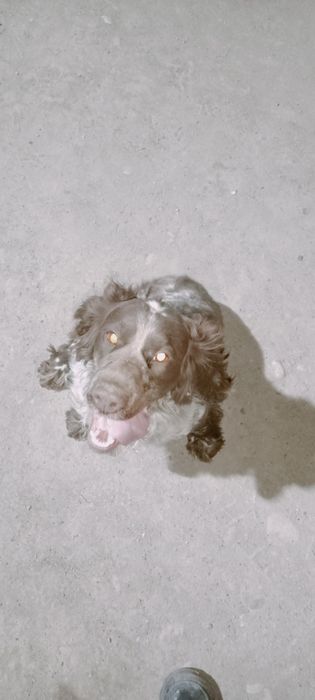 Спаниель продам охотничьего