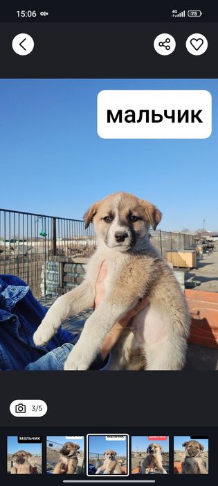 Отдам щенков в хорошие руки