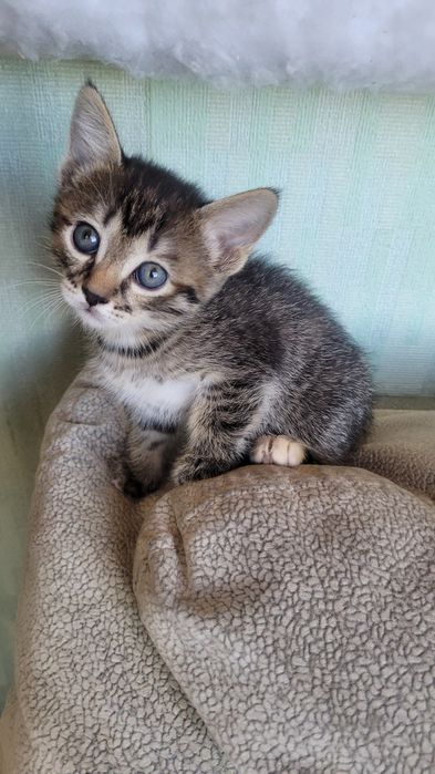 Дарю котят в добрые руки