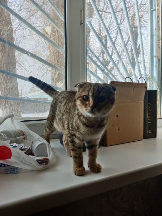 Отдам даром в добрые руки