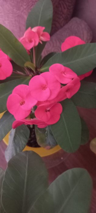 Молочай миля, крупноцветковой