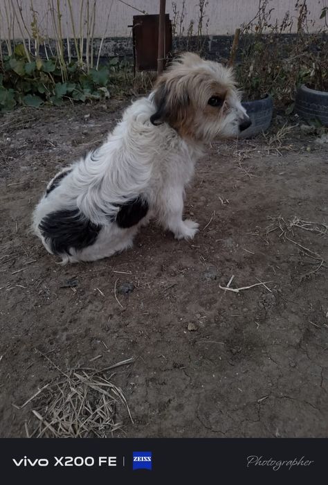 Собака даром оддам хорошие рукахх