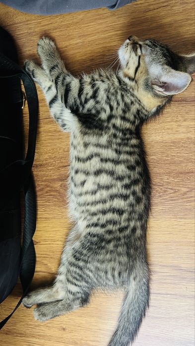 Отдам котеночка в добрые руки!