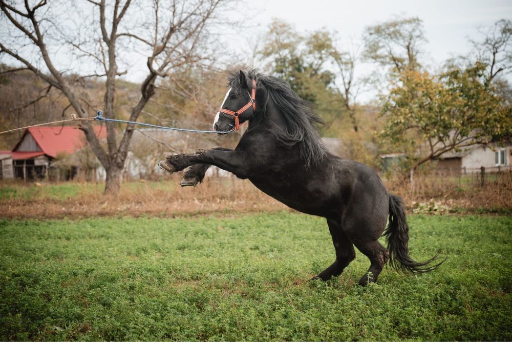 Vand Cal Rasa Semigreu