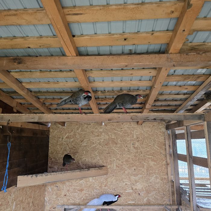 Vând pereche de fazani argintiu