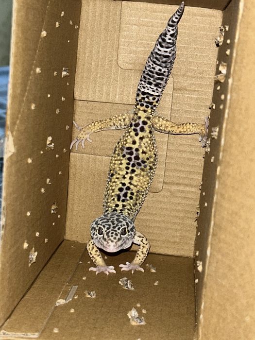 продам эублефара