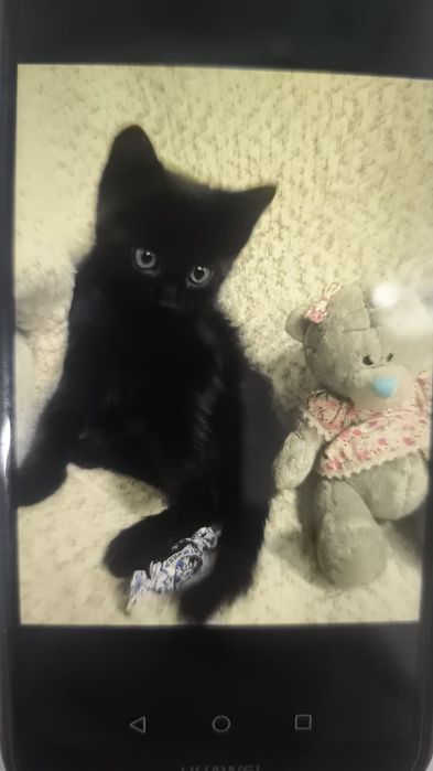 Котята в заботливые руки