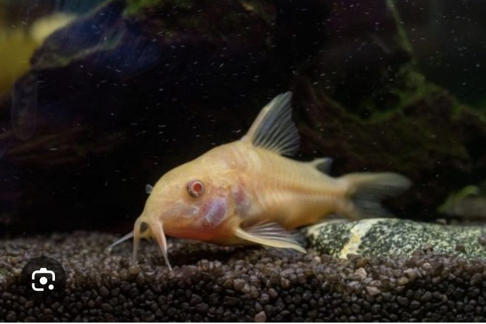 Продам аквариум с рыбками