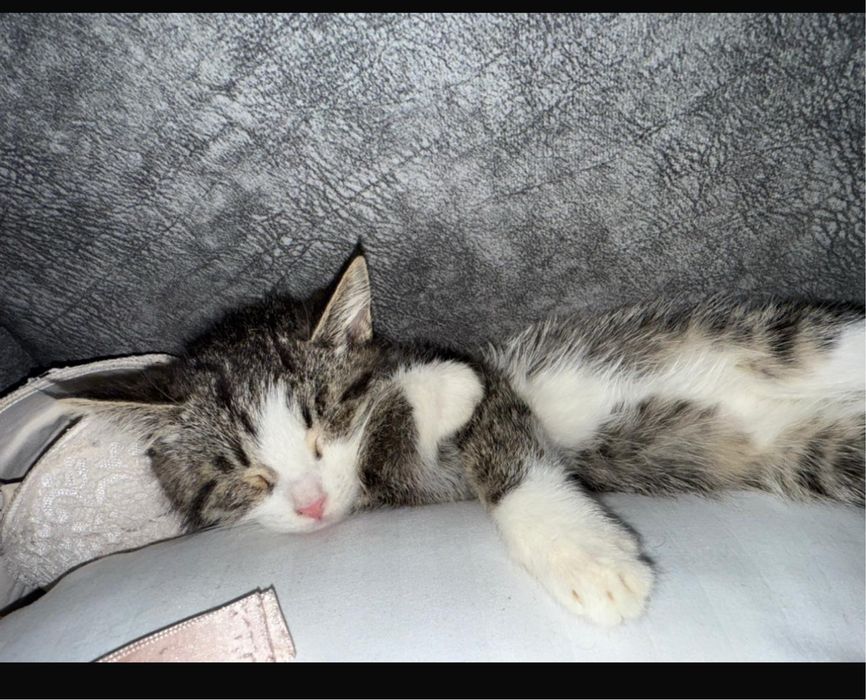 Отдам бесплатно.