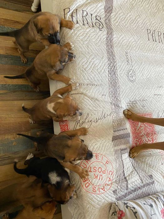 Подарявам кучета