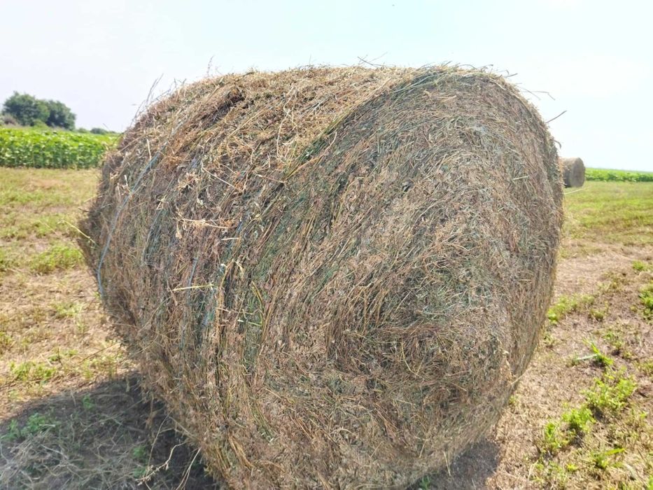 Vand baloti de lucernă 1.5leikg