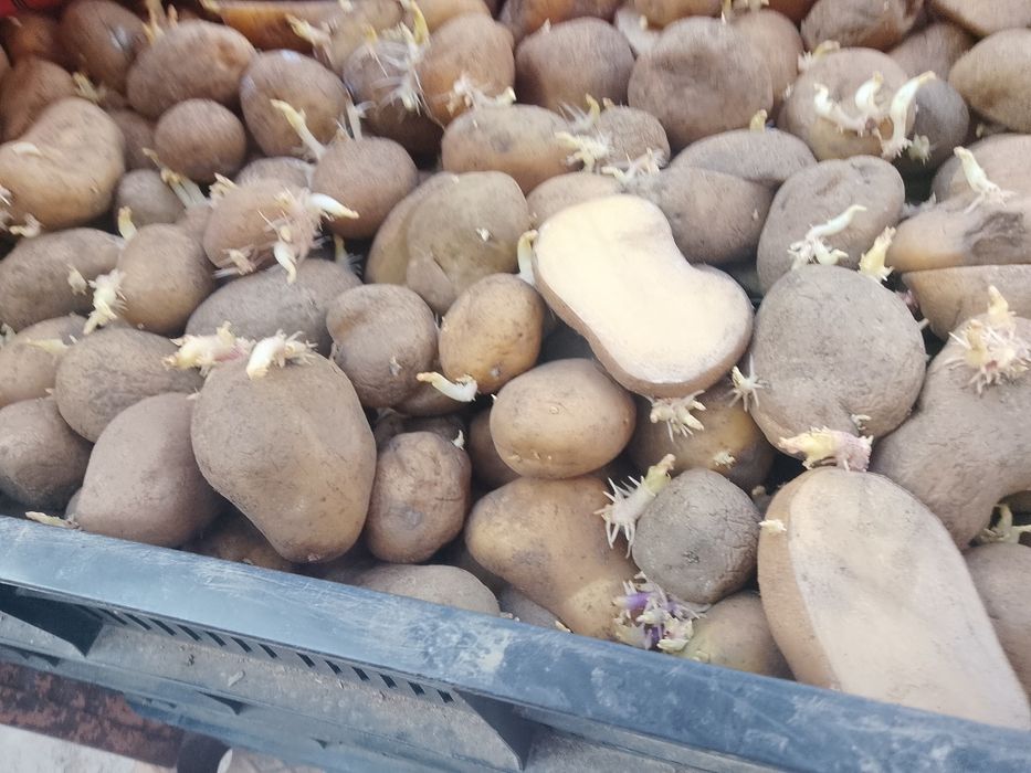 Vand cartofi de sămânță Riviera și Arizona, elită.