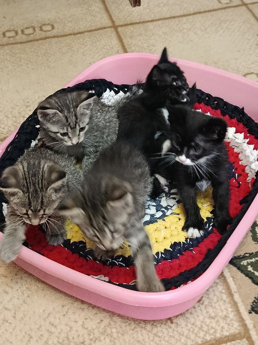 Отдадим котят в хорошие руки