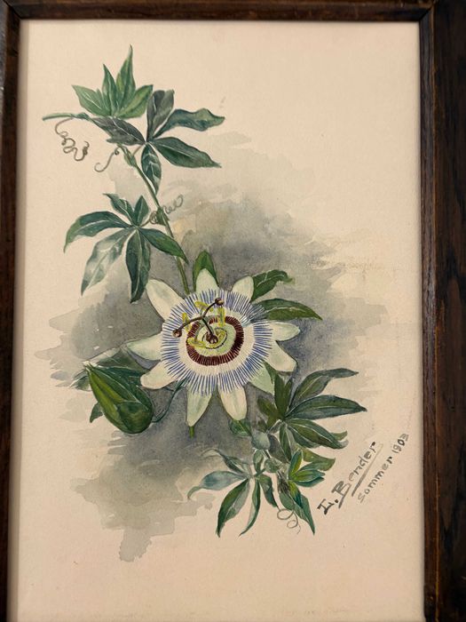 Pictura acuarelă „Floarea Pasiunii” de Johann Bender - Austria 1903