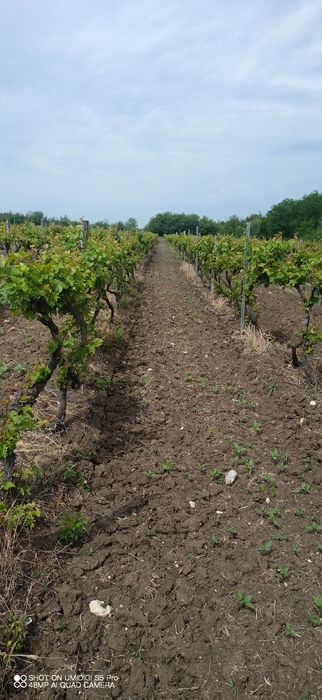 Продава се Земеделски имот в Казанлък -  кв.м за 1275 €/дка - Снимка #1