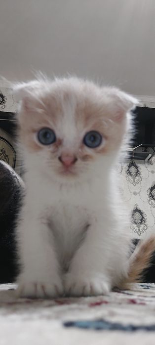 Skotsh fold mushukchalar