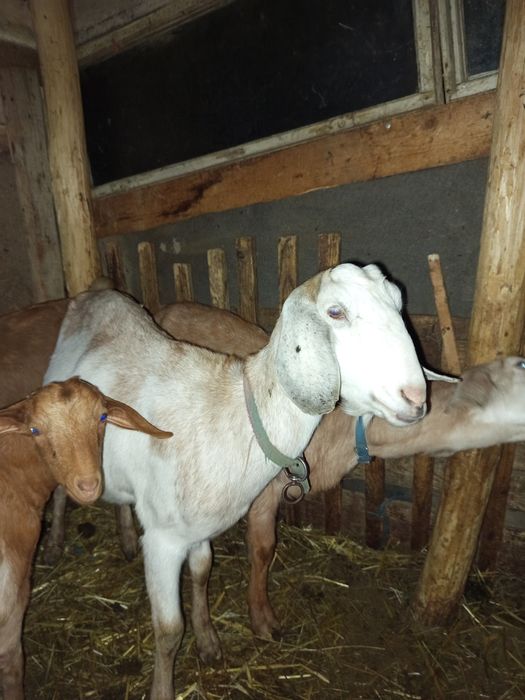 Vând două capre tinere anglo nubiene