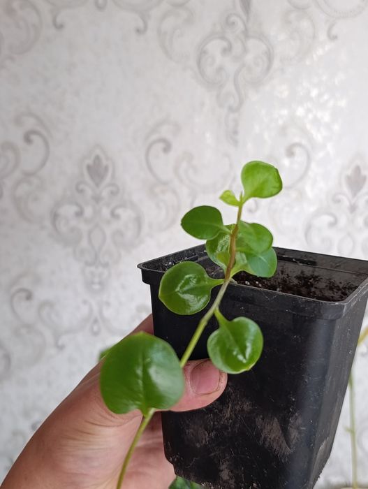 Калатея , и многое другое