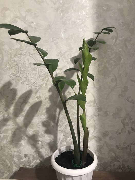 Комнатные цветы.замиокулькас