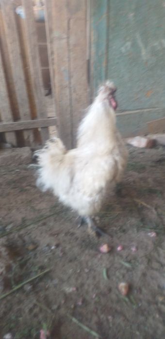 Шолк хорозлар сотилади