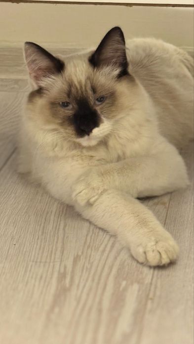 Продам молодого кота