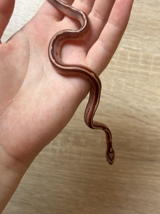 Vand puiuti de corn snake