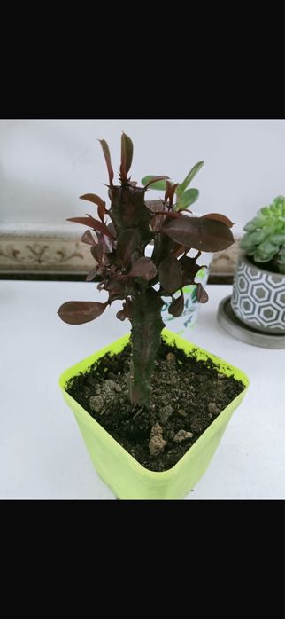 Продам цветы комнатные