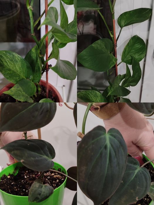 Цветы цветы цветы