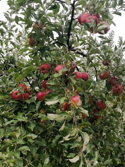 Mere de voinești diverse soiuri