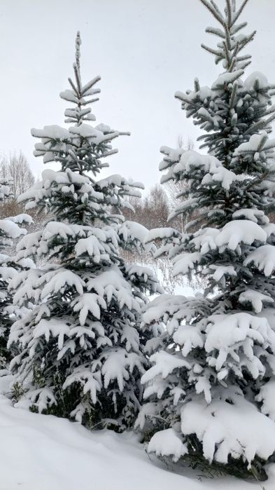 Продаже Мёд алтайский разнотравие