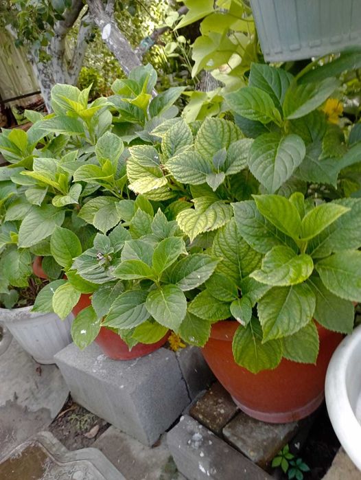 Продам вазоны! В наличии 3 шт.