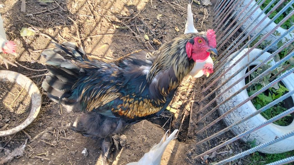 Продам красивого петушка