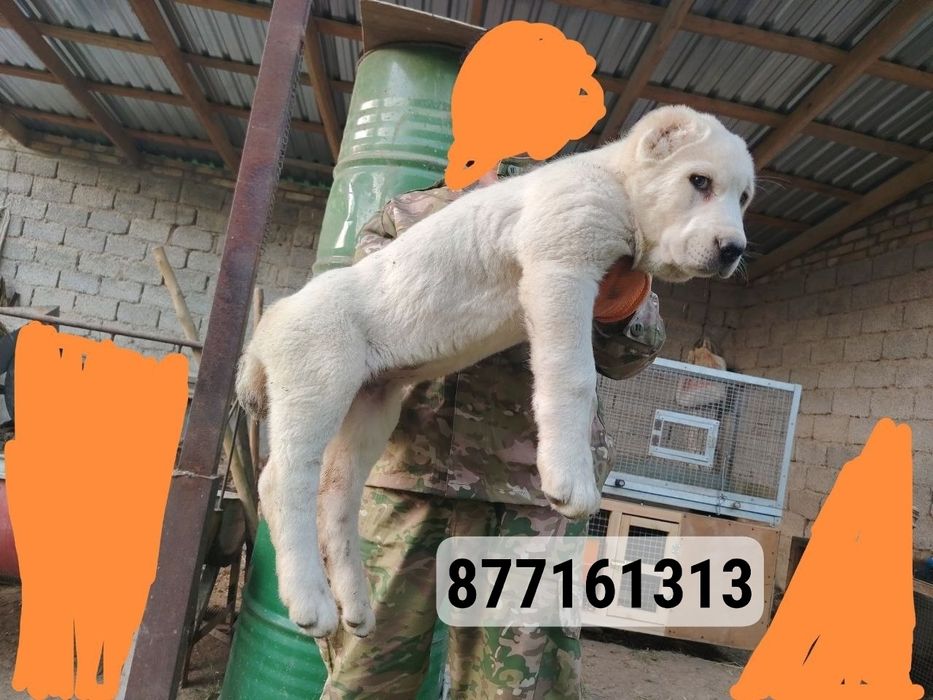 Туркменский алабай Белый медведь ургочи