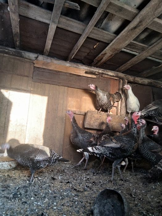 Продам Индюков живыми